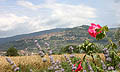  Agriturismo Il Cipresso - appartamenti a Cortona - Appartamenti